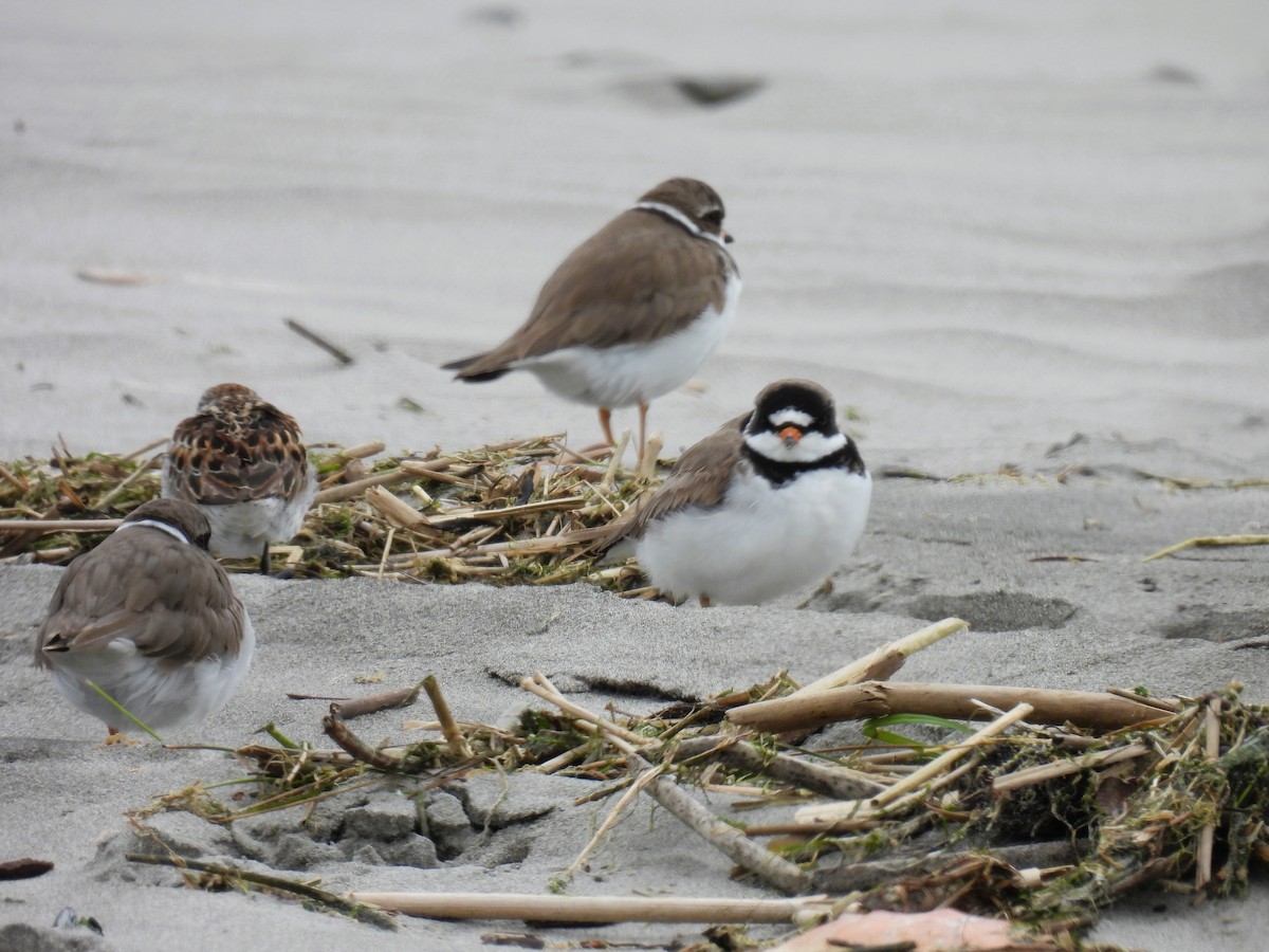 Semipalmated Plover - ML619647684