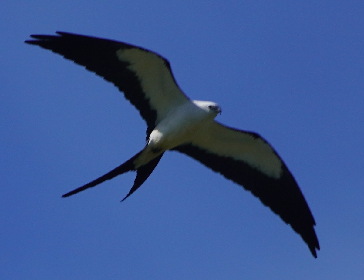 Swallow-tailed Kite - ML619647691