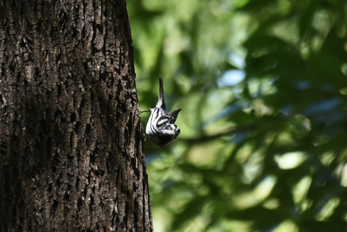 Black-and-white Warbler - ML619647696
