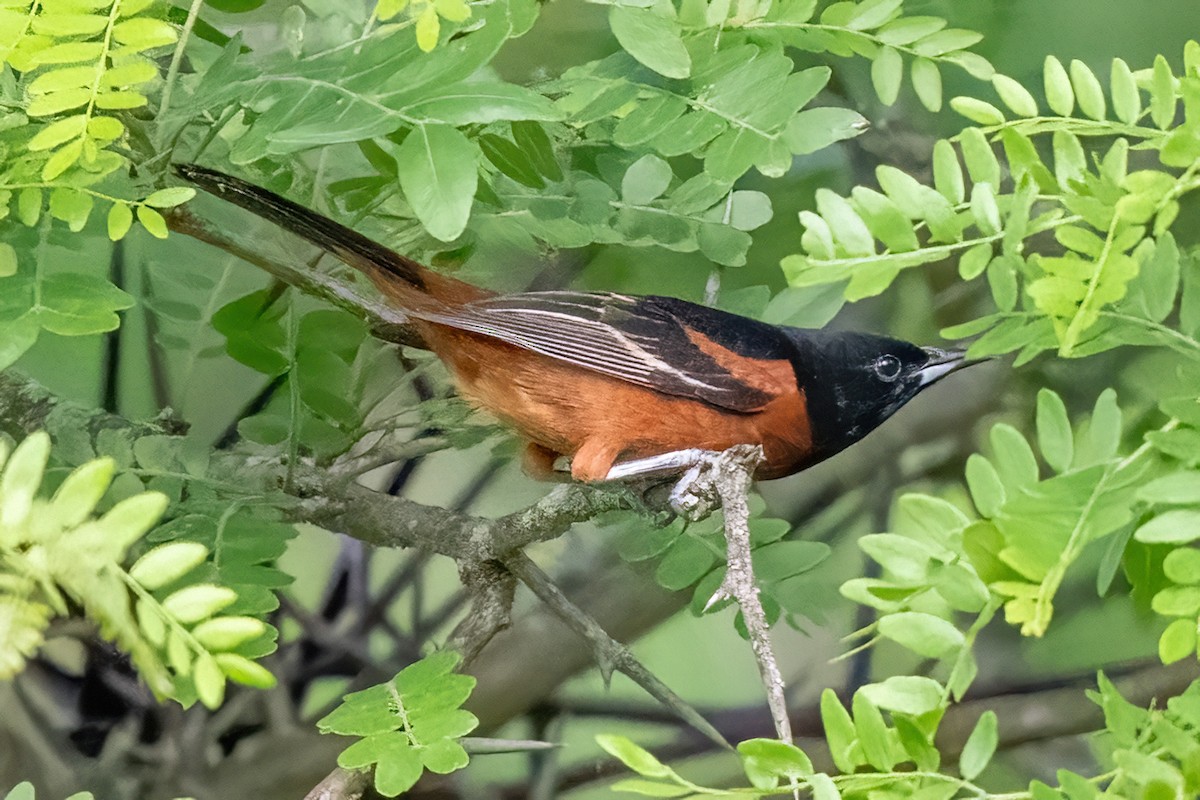 Orchard Oriole - ML619647713