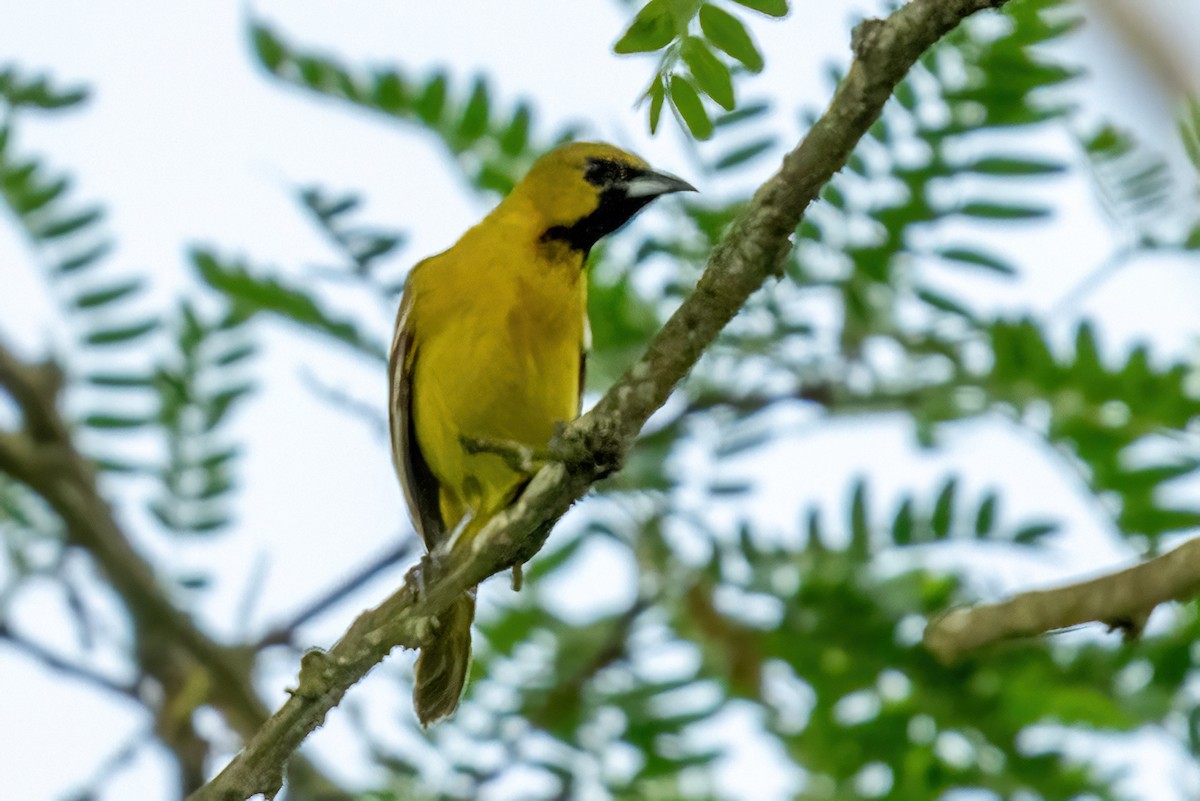 Orchard Oriole - ML619647714