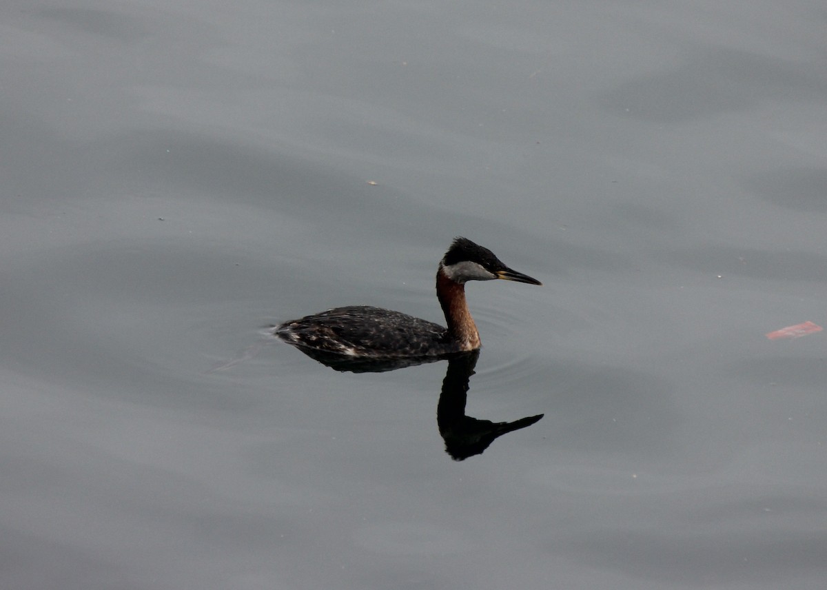 Red-necked Grebe - ML619647737