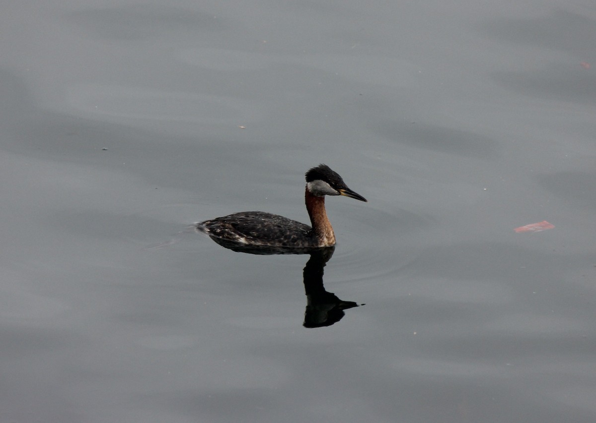 Red-necked Grebe - ML619647738