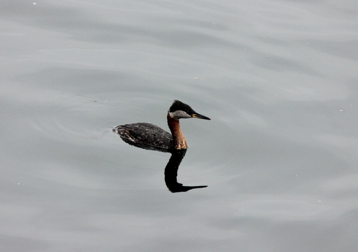 Red-necked Grebe - ML619647739
