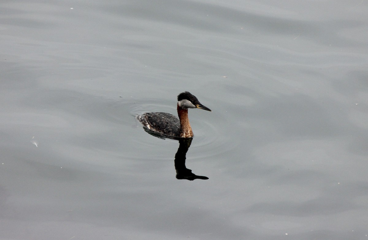 Red-necked Grebe - ML619647740