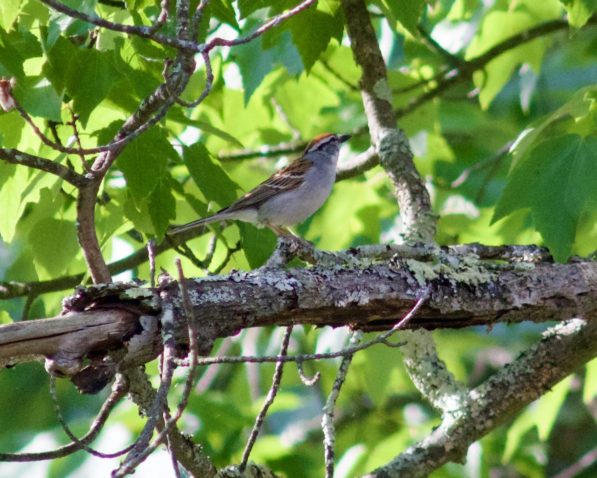Chipping Sparrow - ML619647764