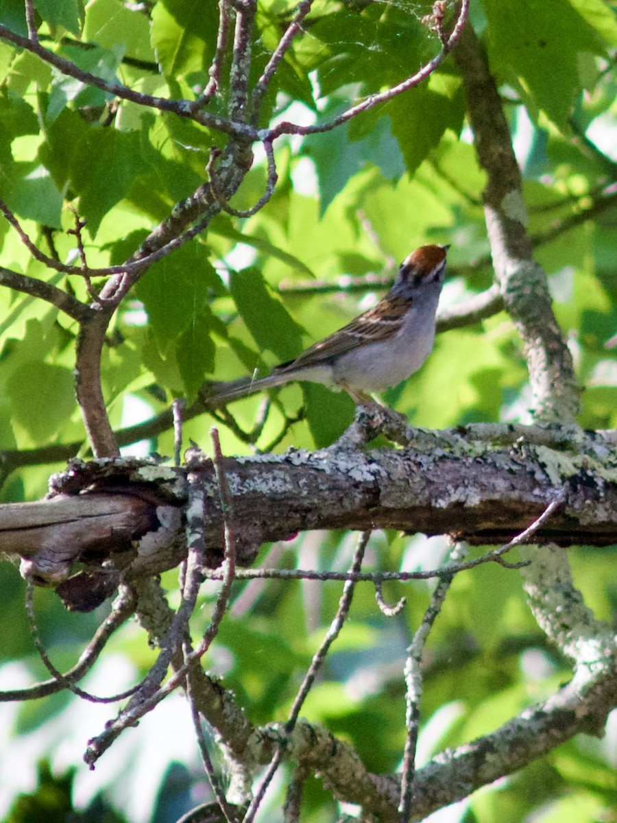 Chipping Sparrow - ML619647765