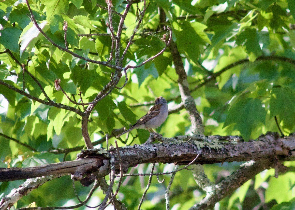 Chipping Sparrow - ML619647767