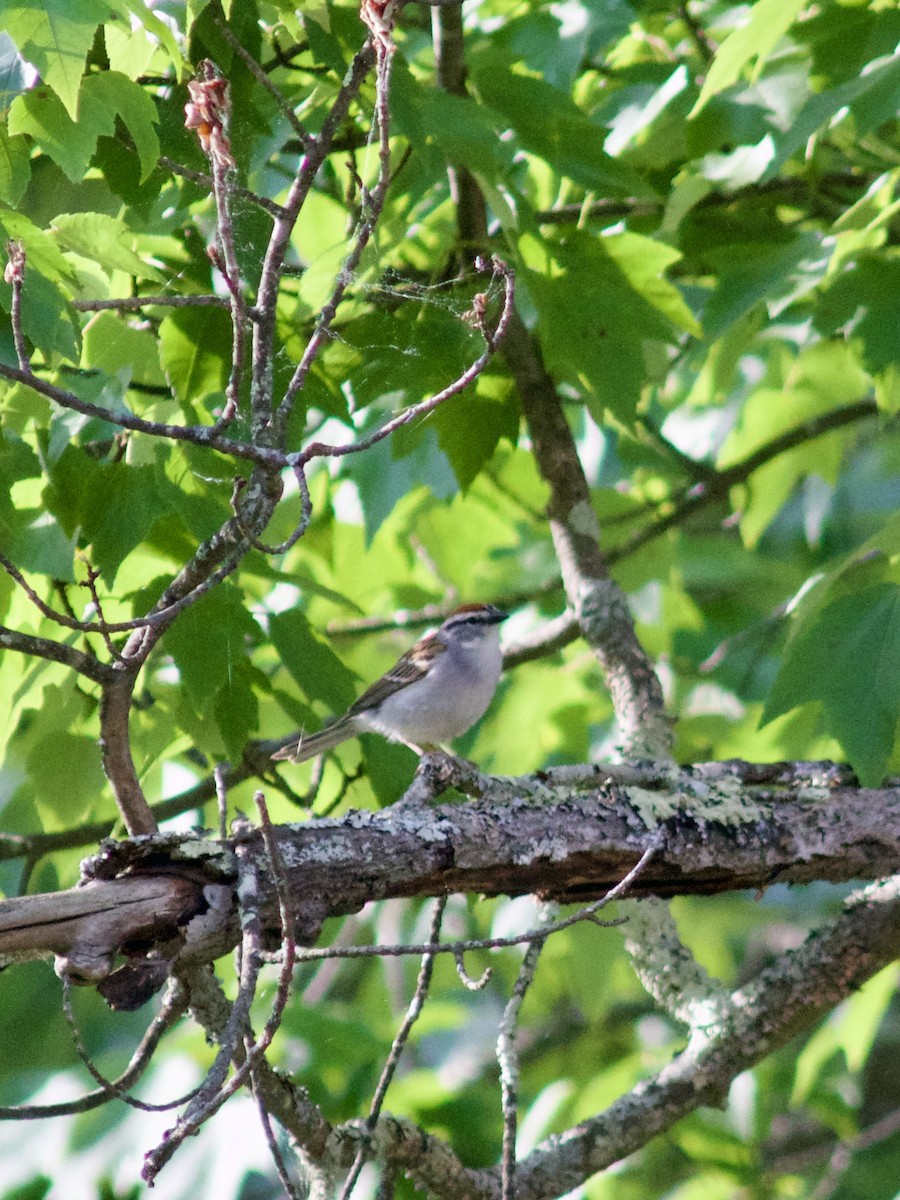 Chipping Sparrow - ML619647768