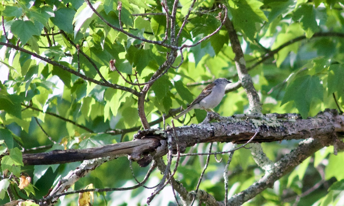 Chipping Sparrow - ML619647769