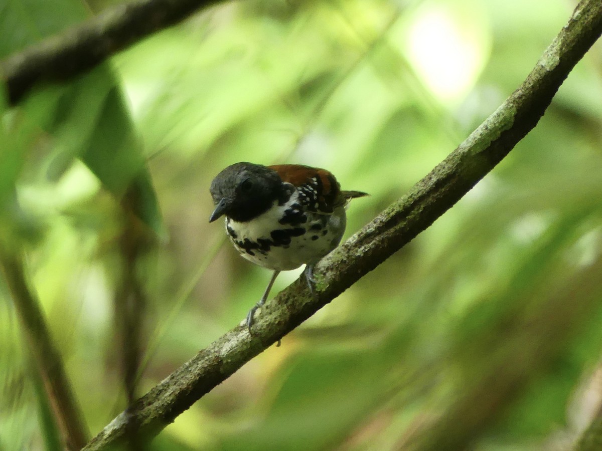 Spotted Antbird - ML619647777