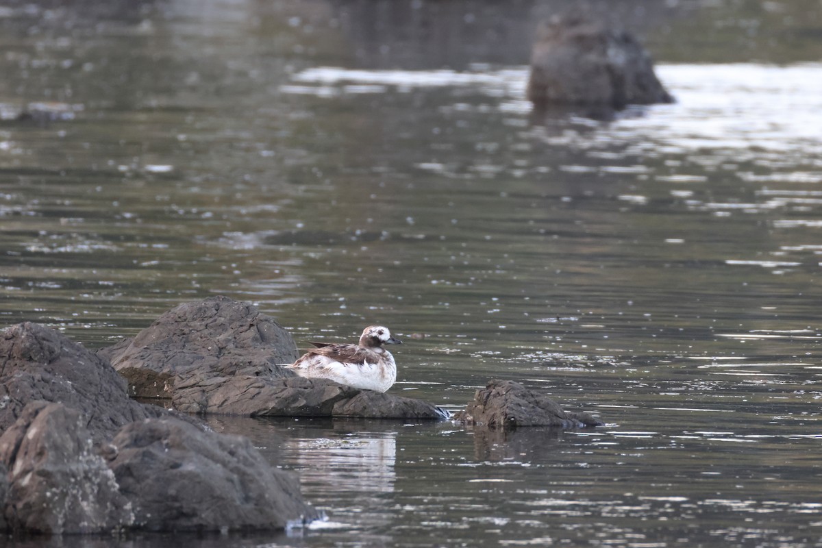 Long-tailed Duck - ML619647789