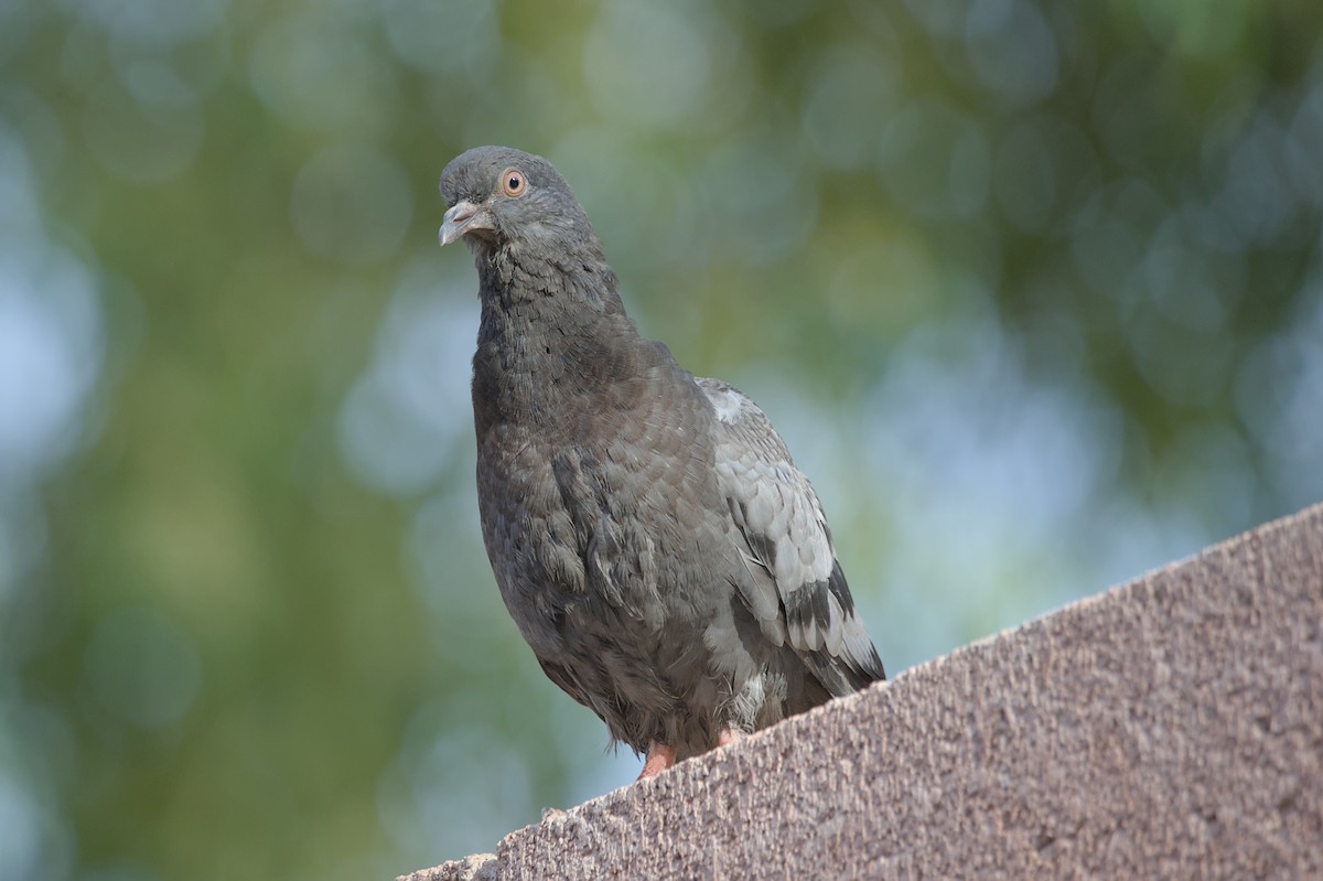 Rock Pigeon (Feral Pigeon) - ML619647871