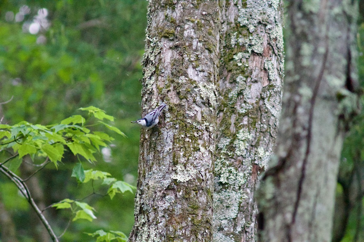 White-breasted Nuthatch - ML619647876