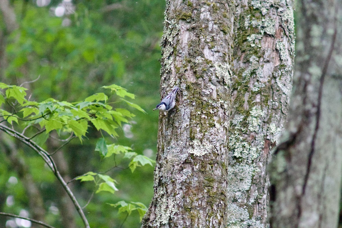 White-breasted Nuthatch - ML619647877
