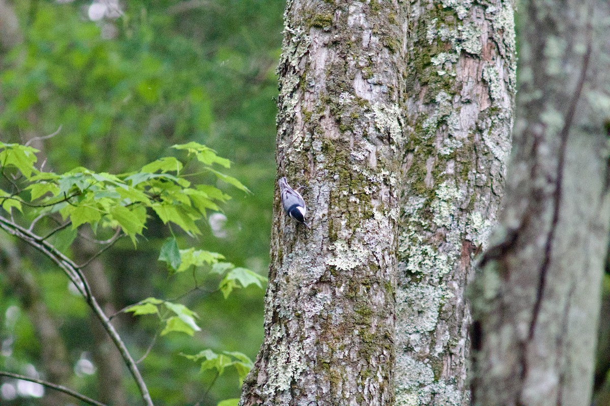 White-breasted Nuthatch - ML619647878