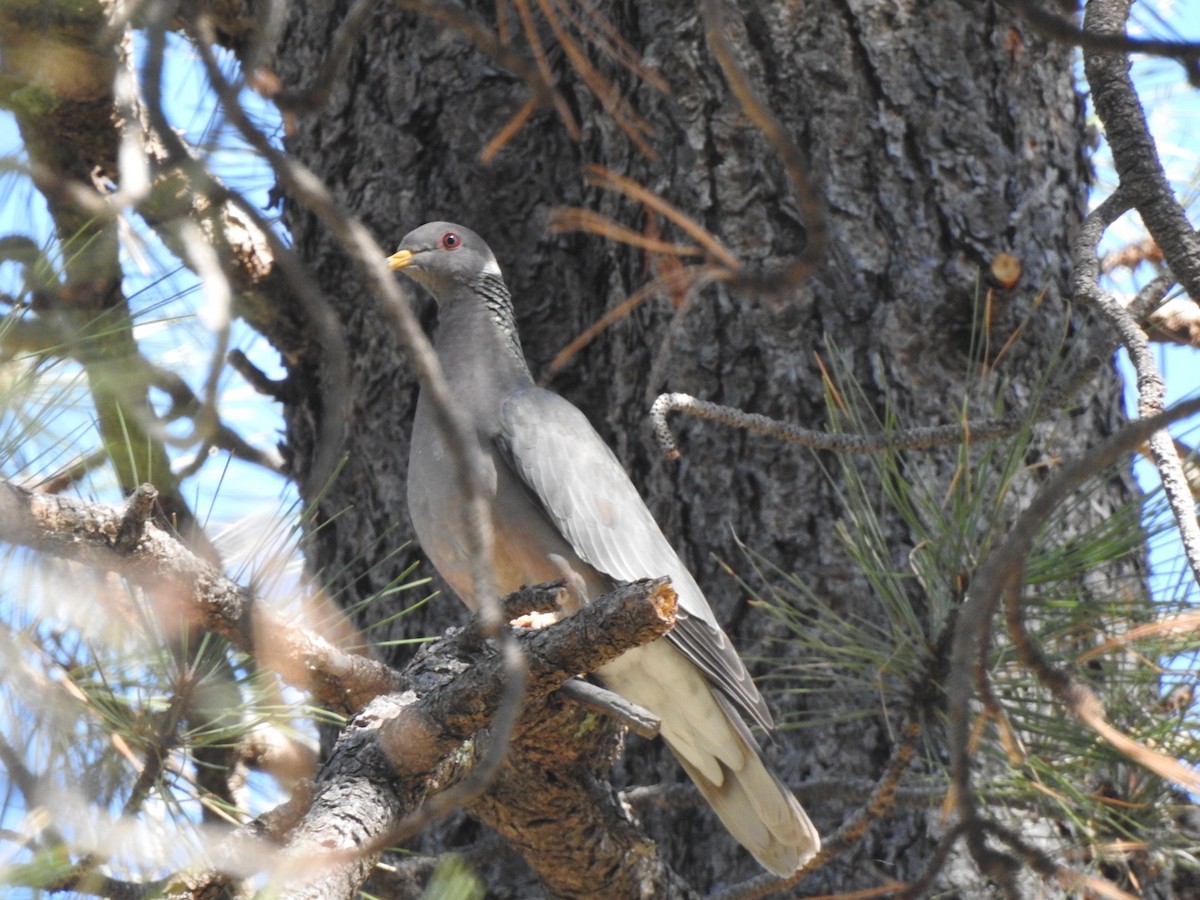 Band-tailed Pigeon - ML619647948