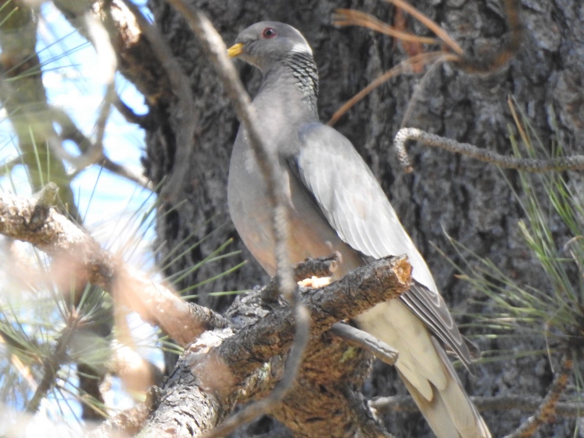 Band-tailed Pigeon - ML619647950