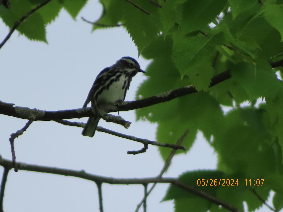Black-and-white Warbler - ML619647958