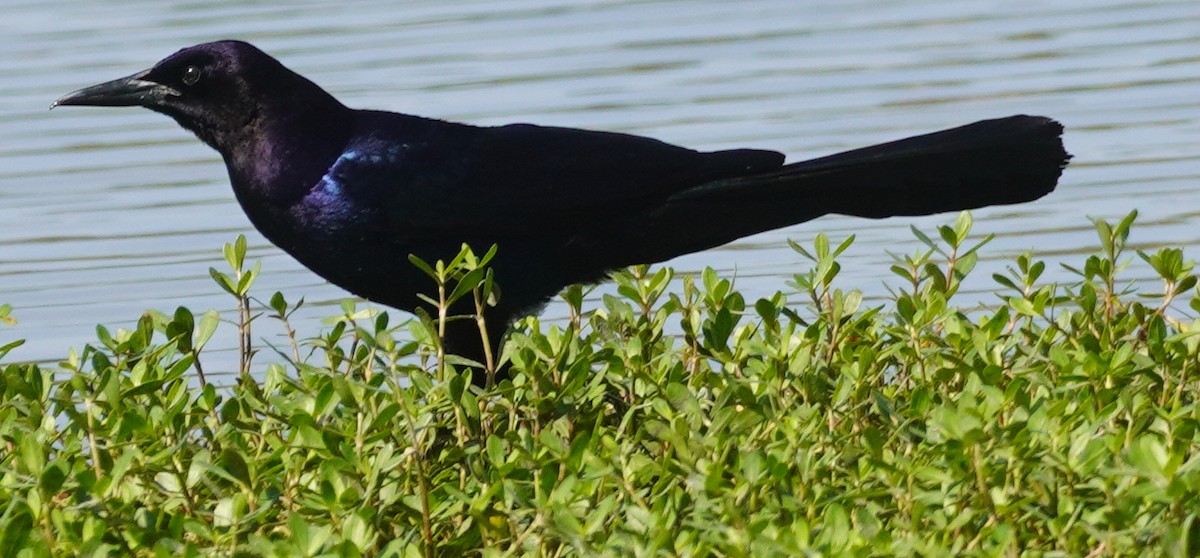 Boat-tailed Grackle - ML619647985