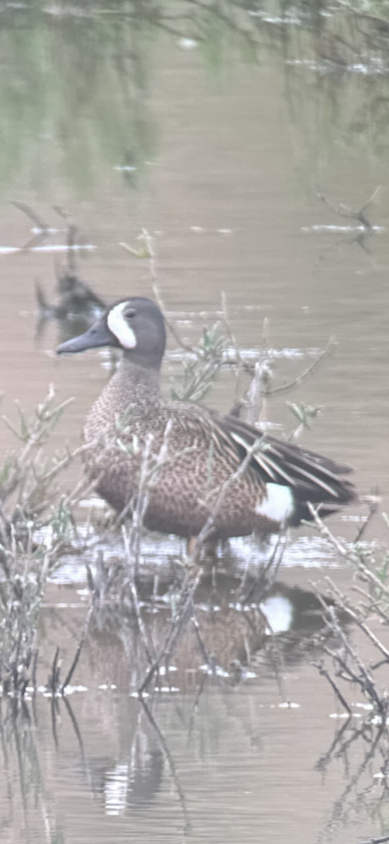Blue-winged Teal - ML619648033