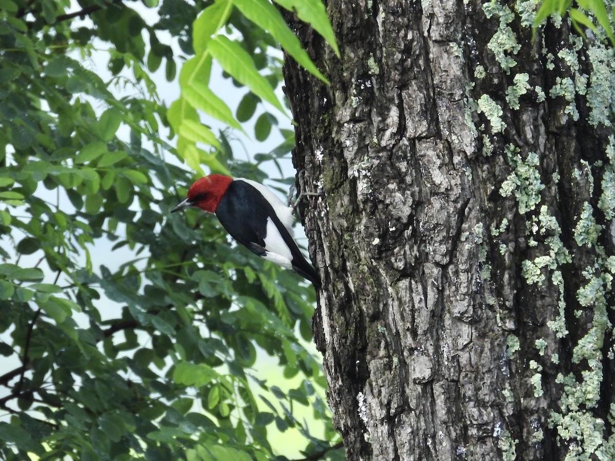 Red-headed Woodpecker - ML619648084