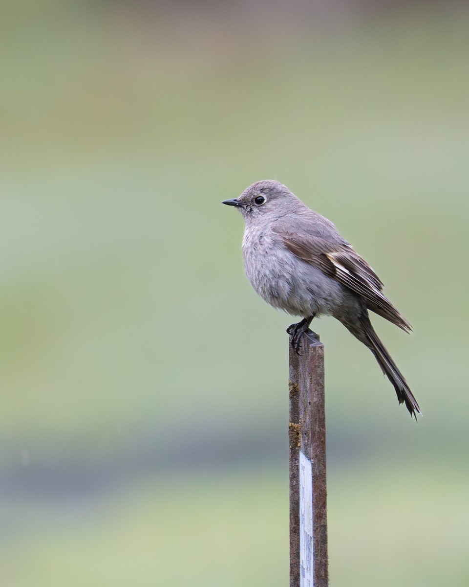 Townsend's Solitaire - ML619648124