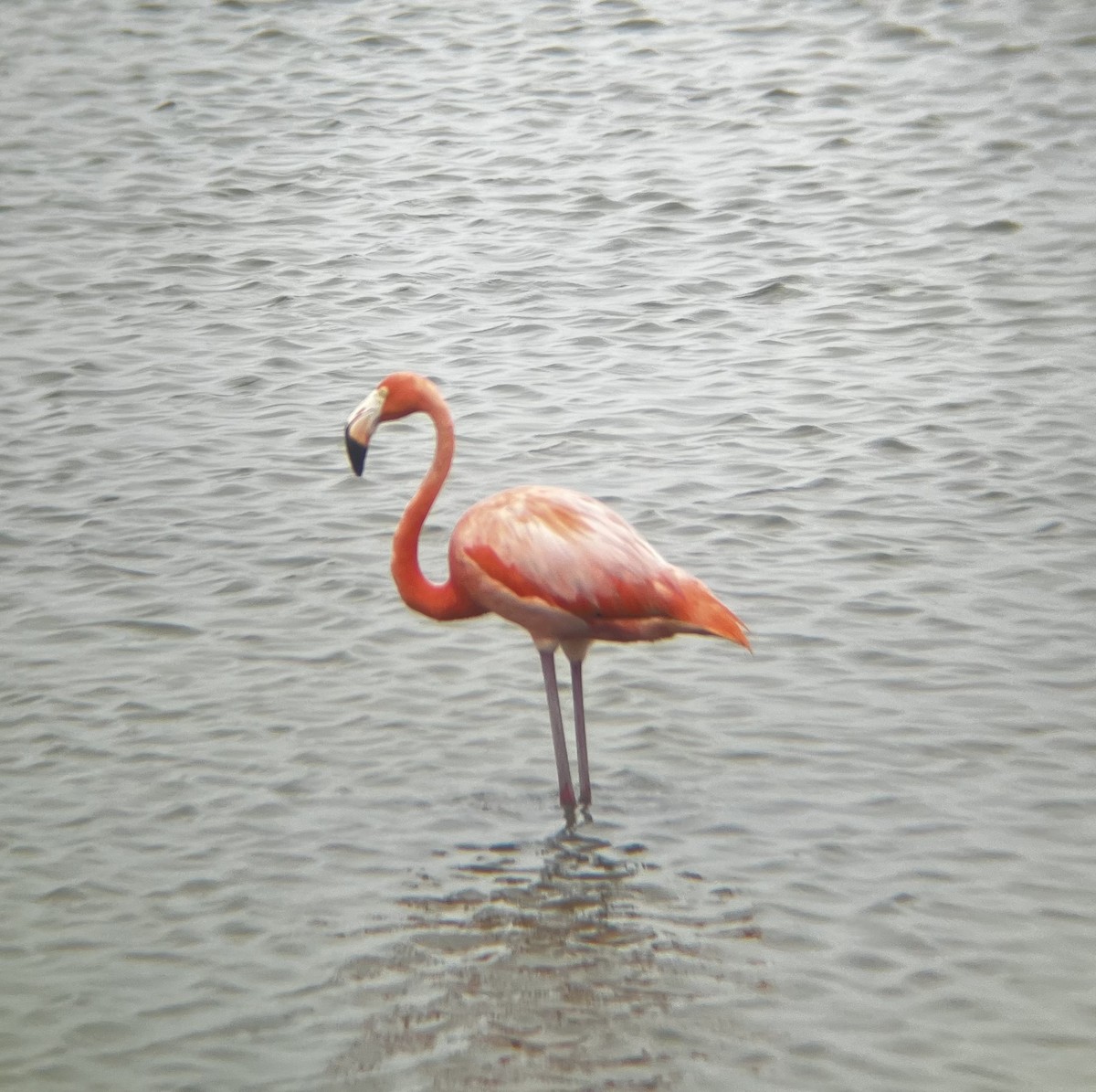 American Flamingo - ML619648142