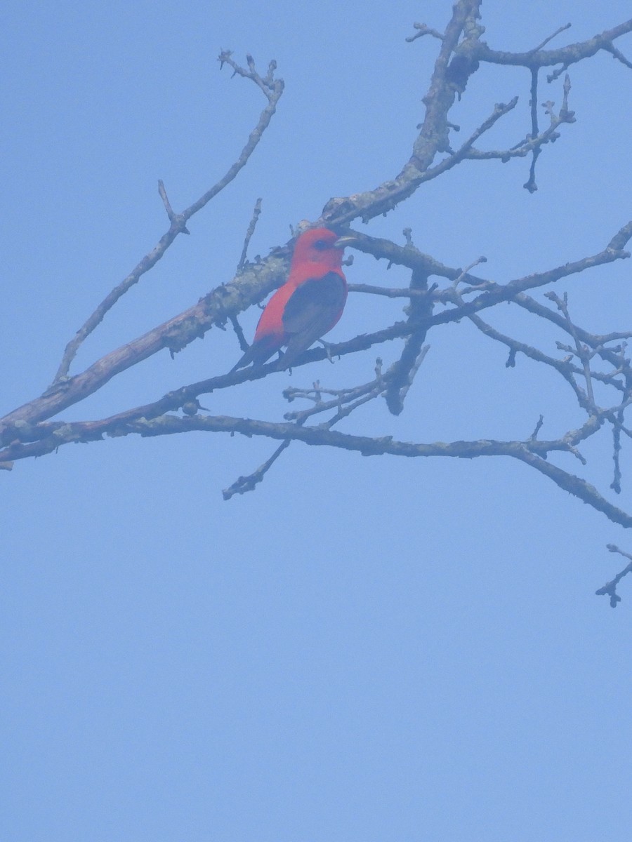 Scarlet Tanager - ML619648184