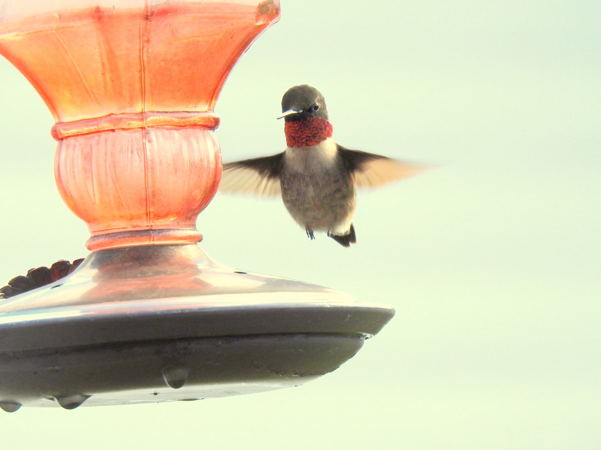 Ruby-throated Hummingbird - ML619648241