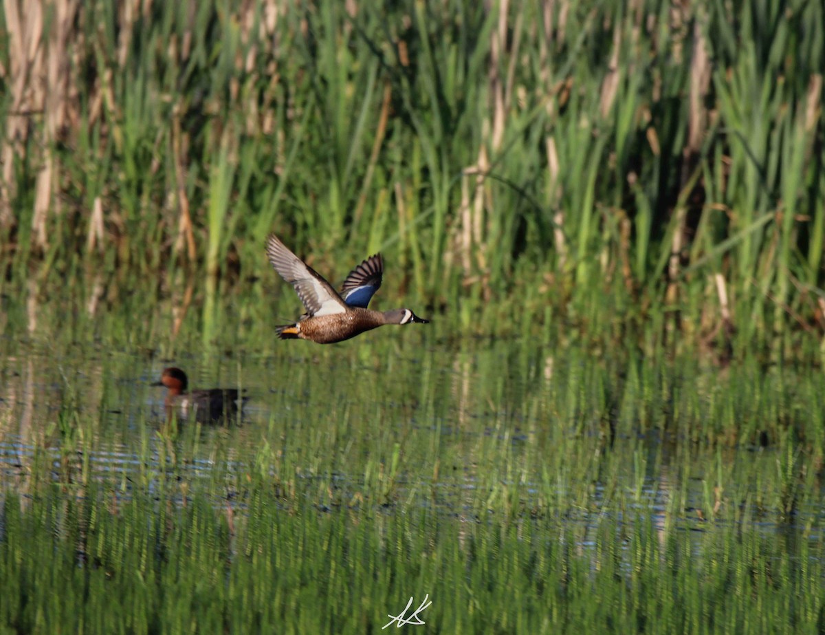 Blue-winged Teal - ML619648268