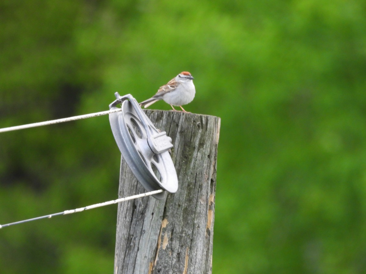 Chipping Sparrow - ML619648328