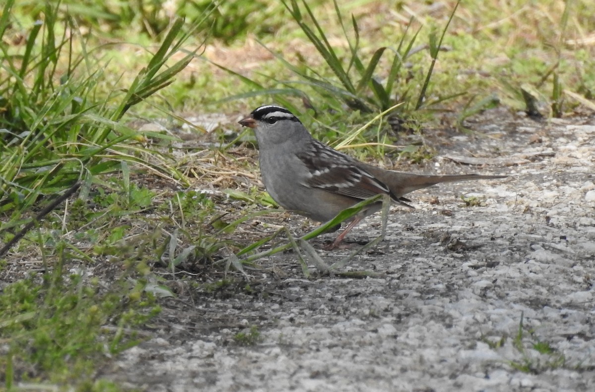 White-crowned Sparrow - ML619648362