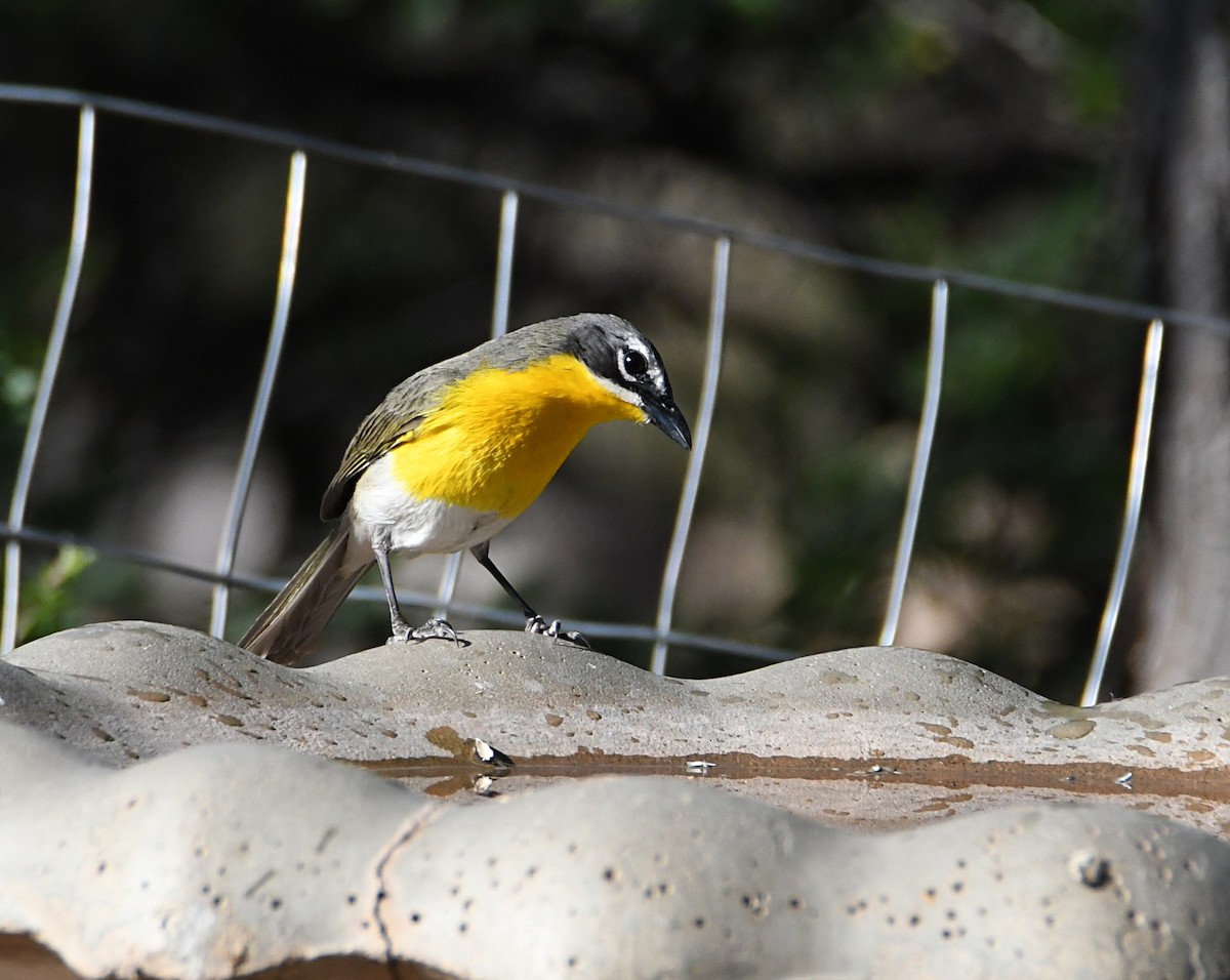 Yellow-breasted Chat - ML619648374