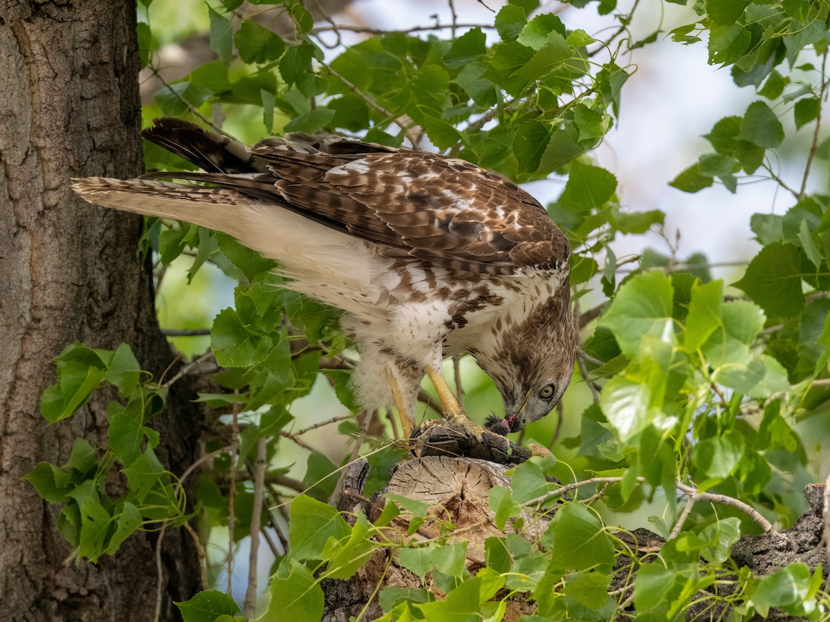 Red-tailed Hawk - ML619648386