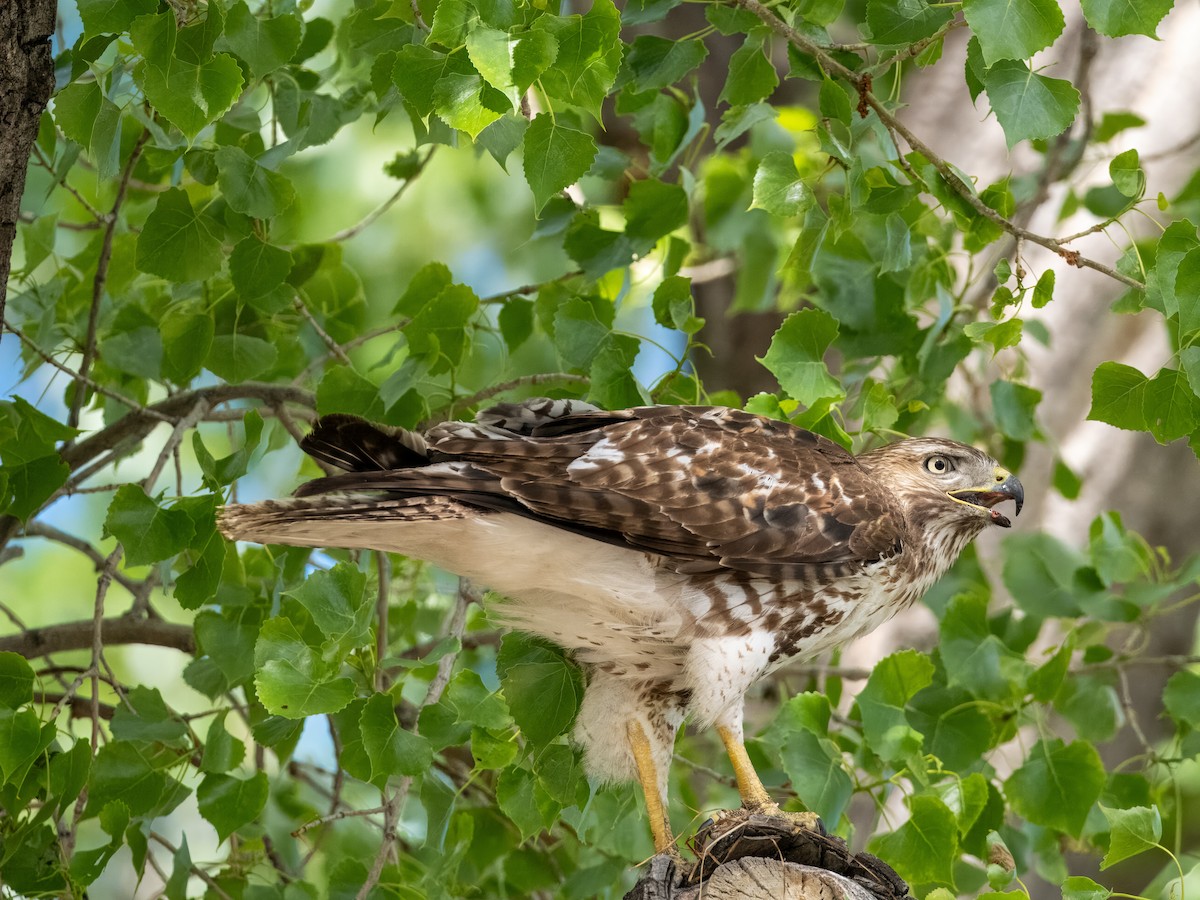 Red-tailed Hawk - ML619648387