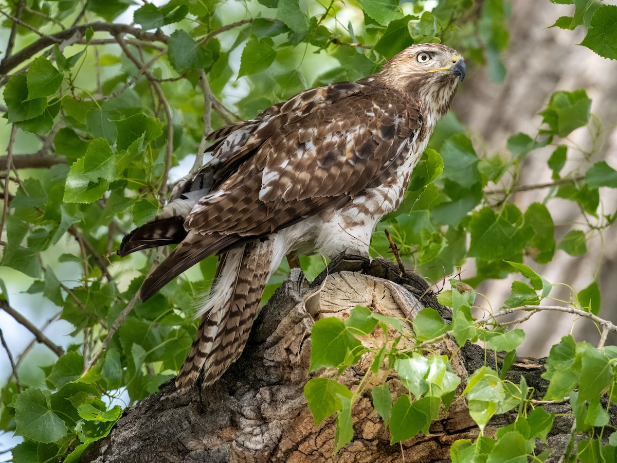 Red-tailed Hawk - ML619648389