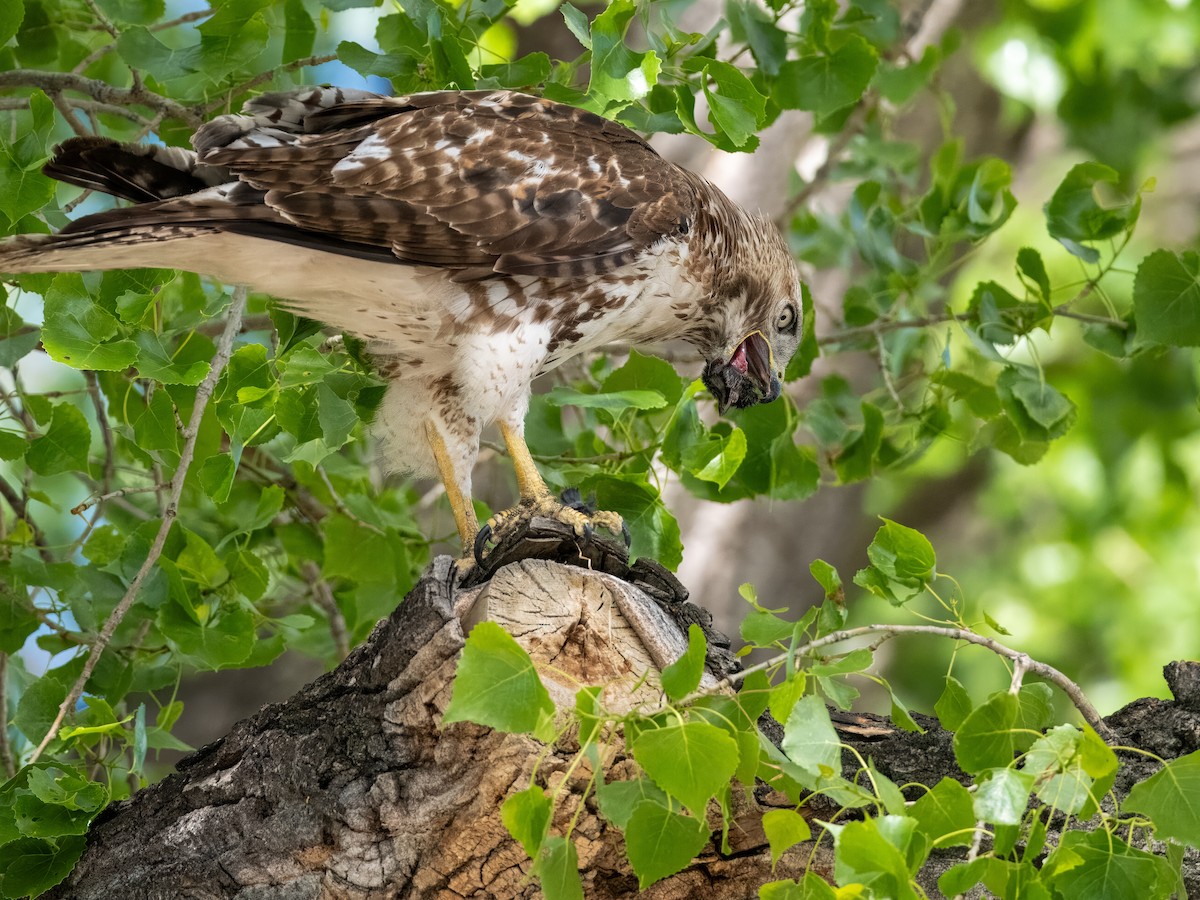 Red-tailed Hawk - ML619648390