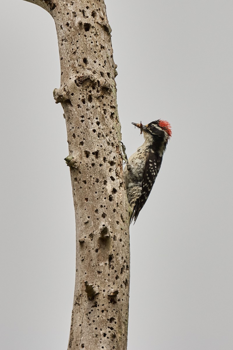 Nuttall's Woodpecker - ML619648399