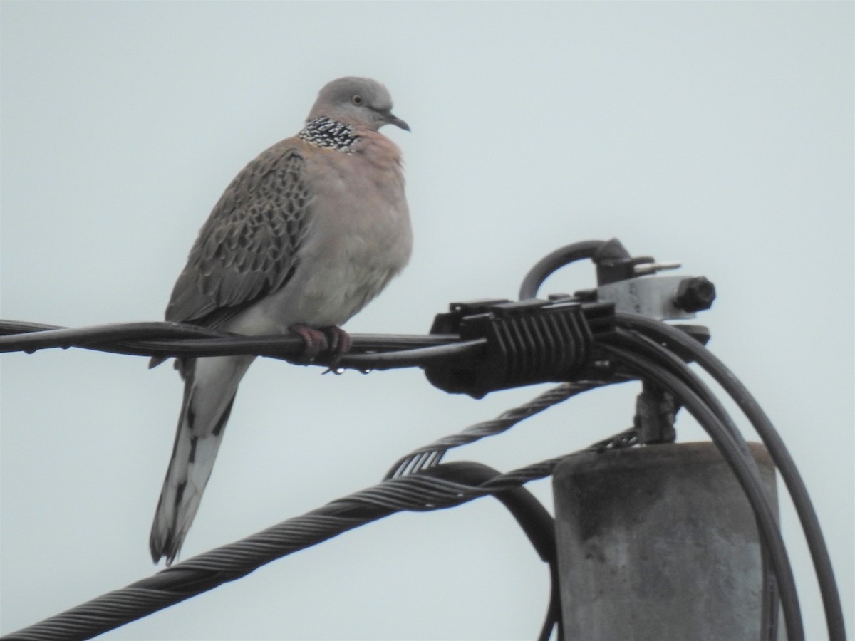 Spotted Dove - ML619648476