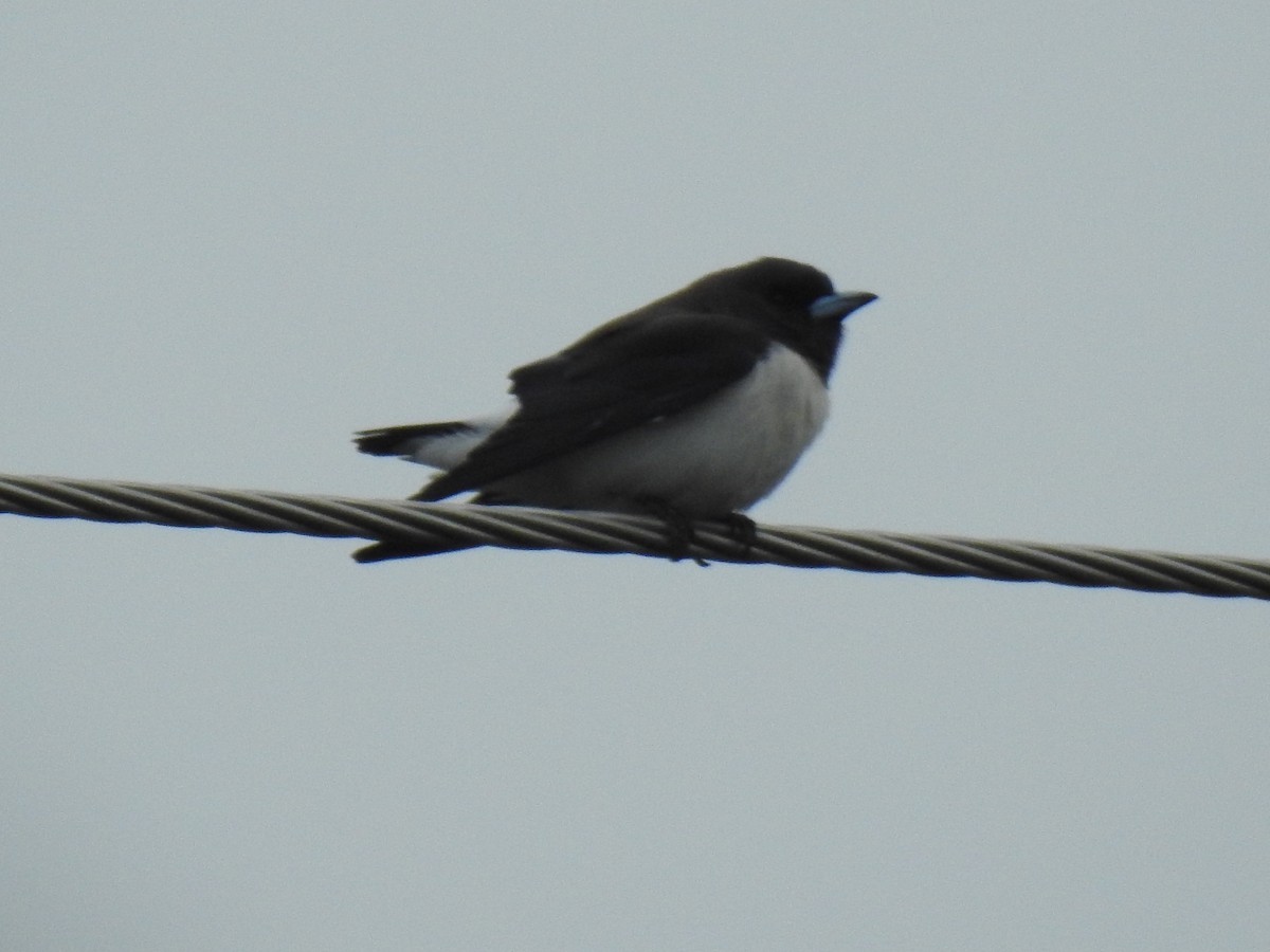 White-breasted Woodswallow - ML619648497