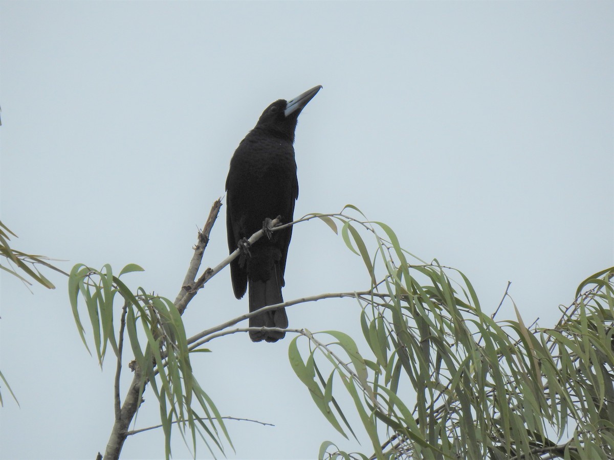 Black Butcherbird - ML619648521