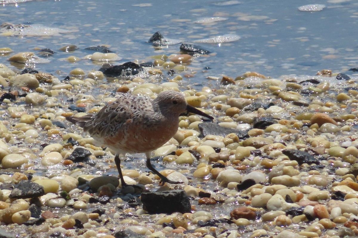 Red Knot - ML619648525