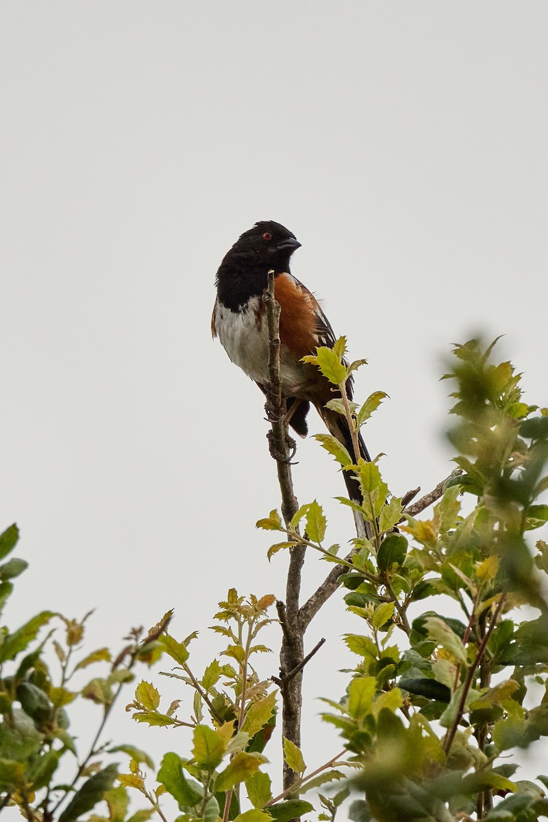 Spotted Towhee - ML619648556