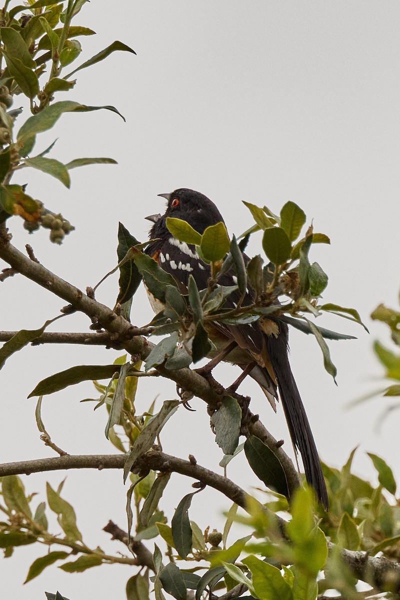 Spotted Towhee - ML619648565
