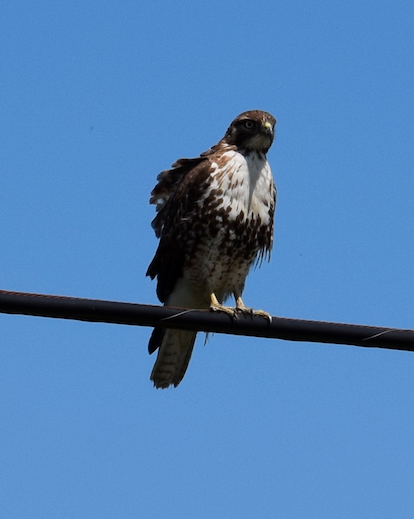 Red-tailed Hawk - ML619648604