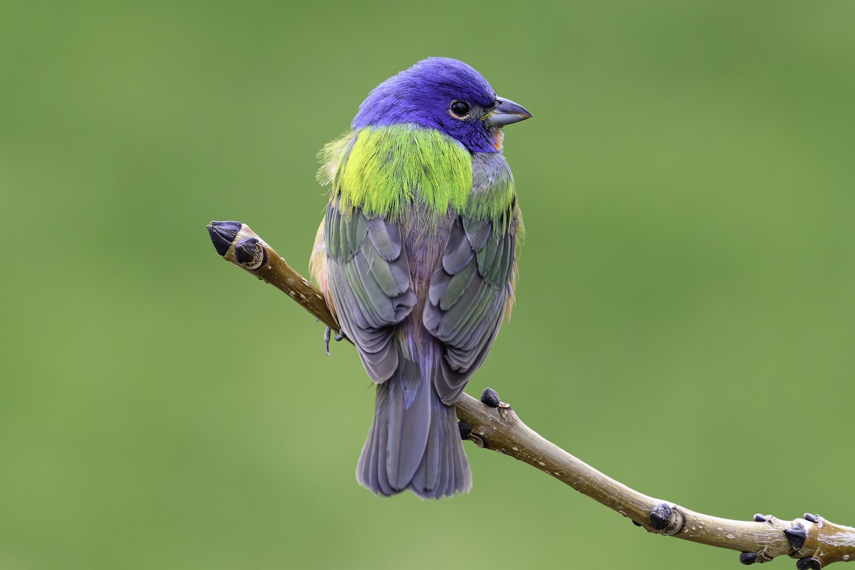Painted Bunting - ML619648616