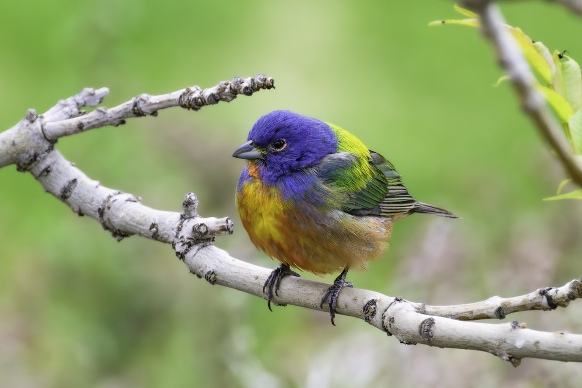 Painted Bunting - ML619648617
