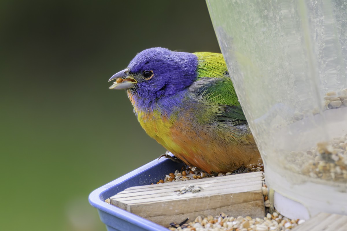 Painted Bunting - ML619648618