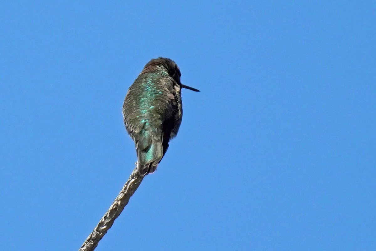 Anna's Hummingbird - ML619648619